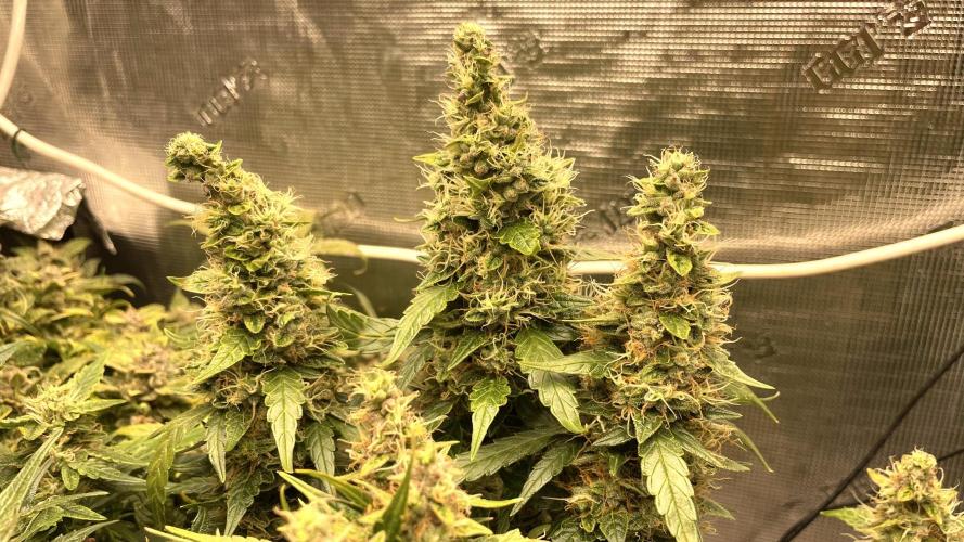 Auto Mimosa x Orange P, OGK, Night Q, G. Week 12 - Day 78 Auto Night Queen 