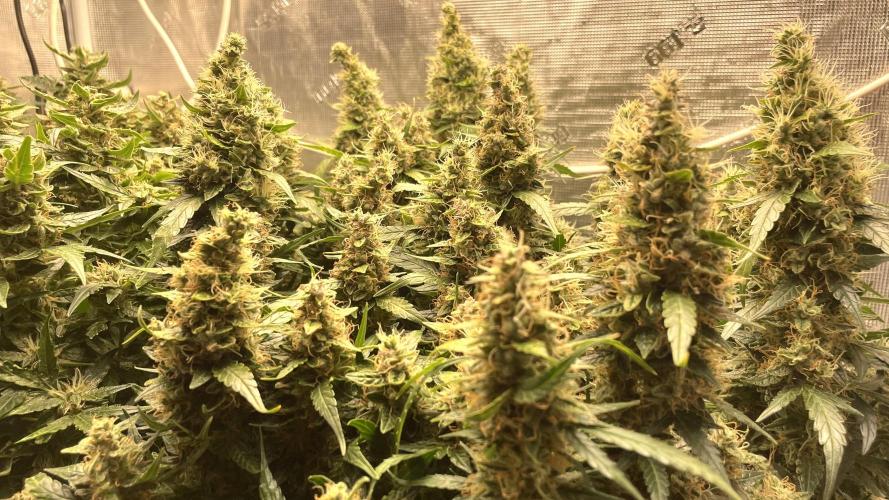 Auto Mimosa x Orange P, OGK, Night Q, G. Week 12 - Day 78 Auto Night Queen 