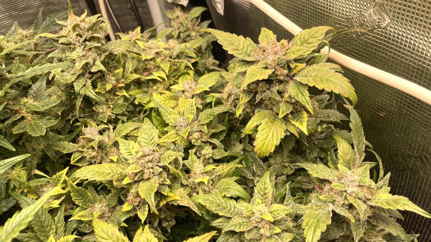 Auto Mimosa x Orange P, OGK, Night Q, G. Week 12 - Day 78 Mimosa x Orange Punch auto