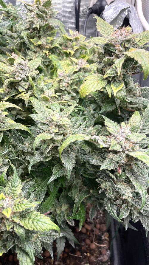Auto Mimosa x Orange P, OGK, Night Q, G. Week 12 - Day 78 Mimosa x Orange Punch auto
