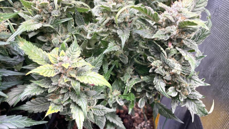 Auto Mimosa x Orange P, OGK, Night Q, G. Week 12 - Day 78 Mimosa x Orange Punch auto
