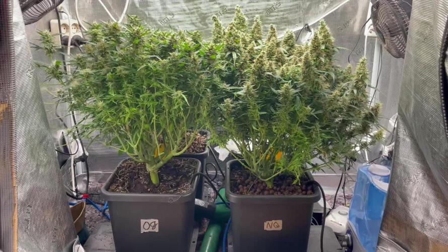 Auto Mimosa x Orange P, OGK, Night Q, G