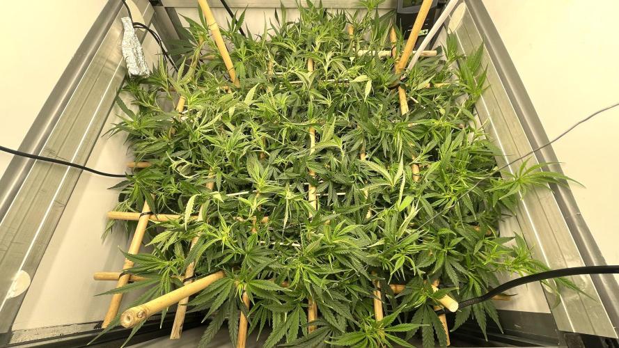Spliff Strawberry SCROG. Week 12 - Day 84