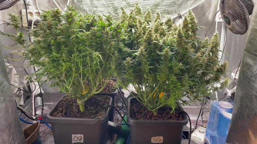 Auto Mimosa x Orange P, OGK, Night Q, G