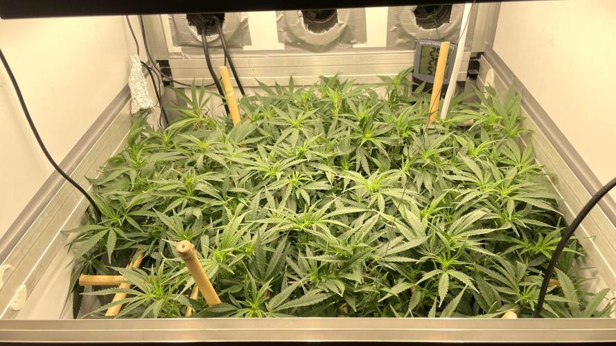 Spliff Strawberry SCROG. Week 13 - Day 87
