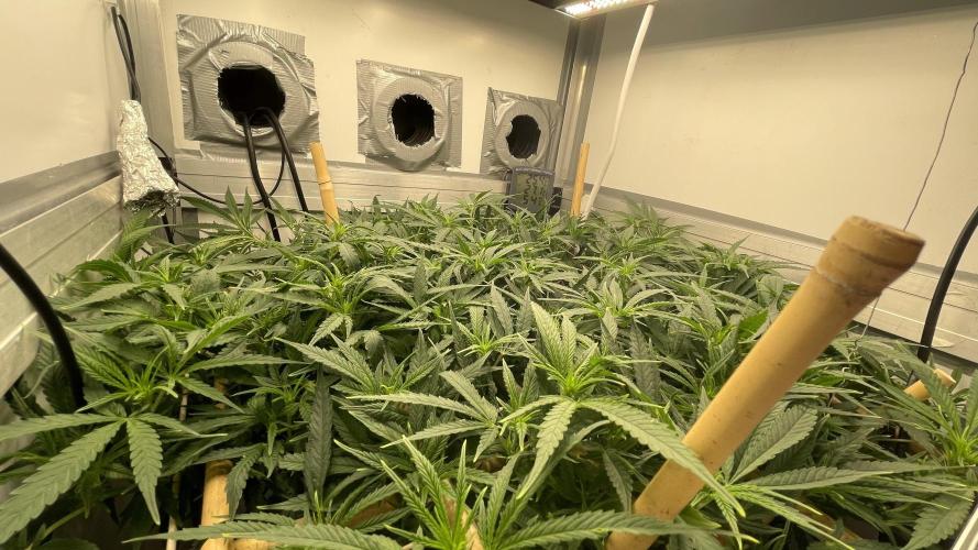 Spliff Strawberry SCROG. Week 13 - Day 87