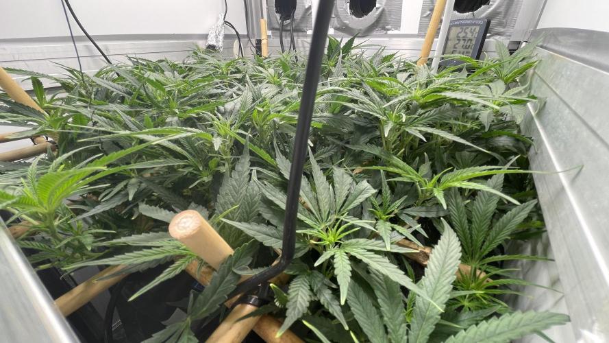 Spliff Strawberry SCROG. Week 13 - Day 87
