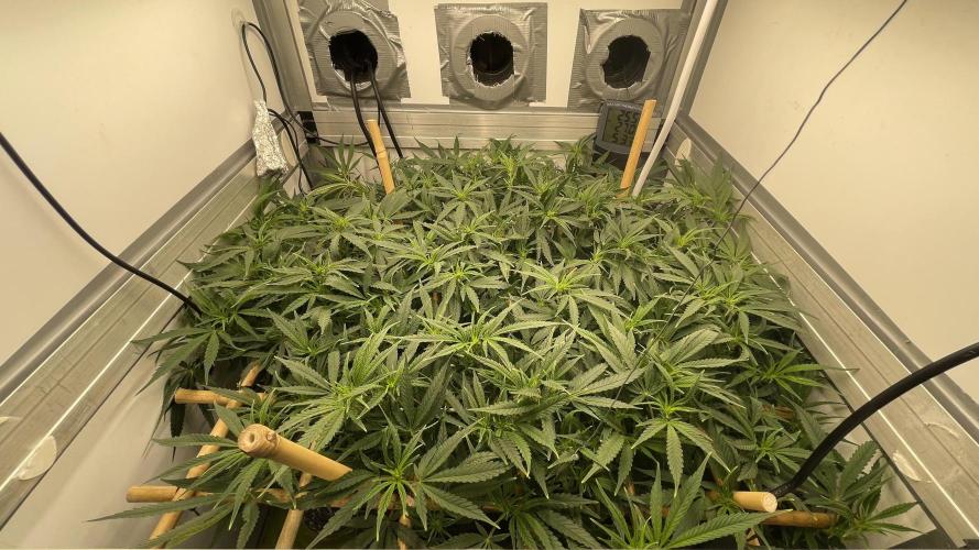 Spliff Strawberry SCROG. Week 13 - Day 87