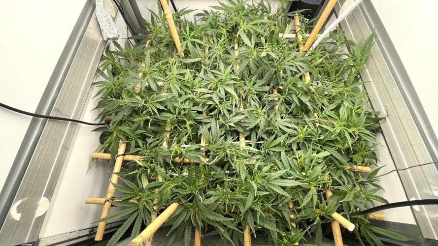Spliff Strawberry SCROG. Week 13 - Day 85