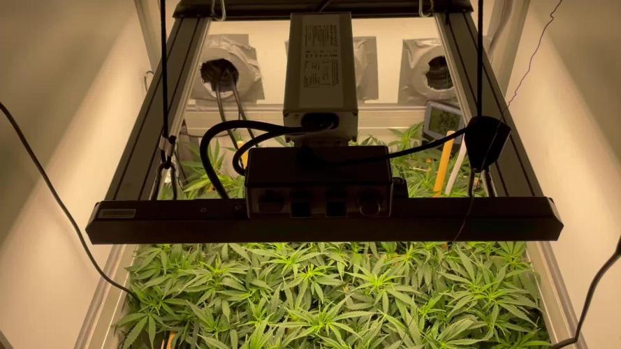 Spliff Strawberry SCROG