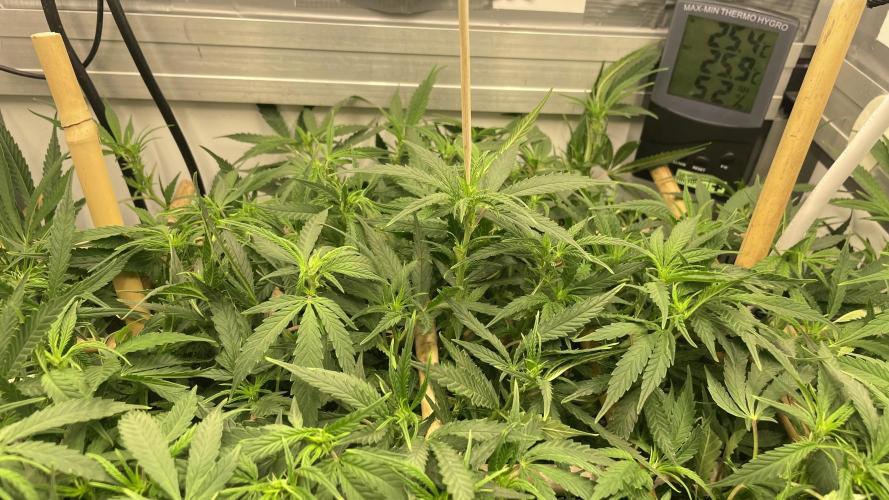 Spliff Strawberry SCROG. Week 13 - Day 87 Stick pointing at longer branch that will be bended down using LST