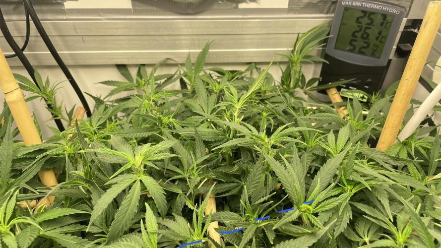 Spliff Strawberry SCROG. Week 13 - Day 87 The stick is marked in blue