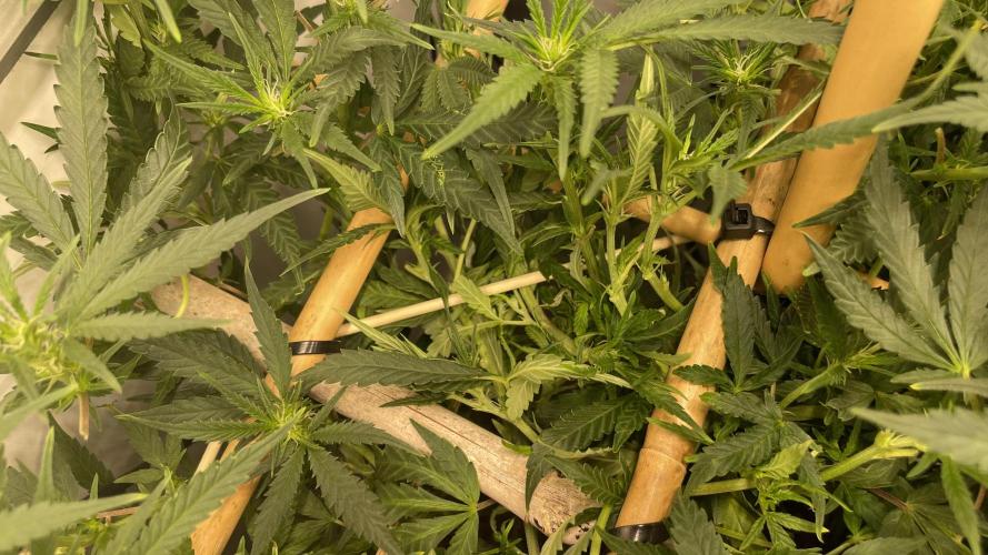 Spliff Strawberry SCROG. Week 14 - Day 92 low stress kebab stick method instead of high stress super-cropping 