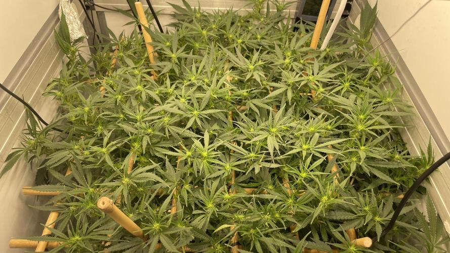 Spliff Strawberry SCROG. Week 14 - Day 92