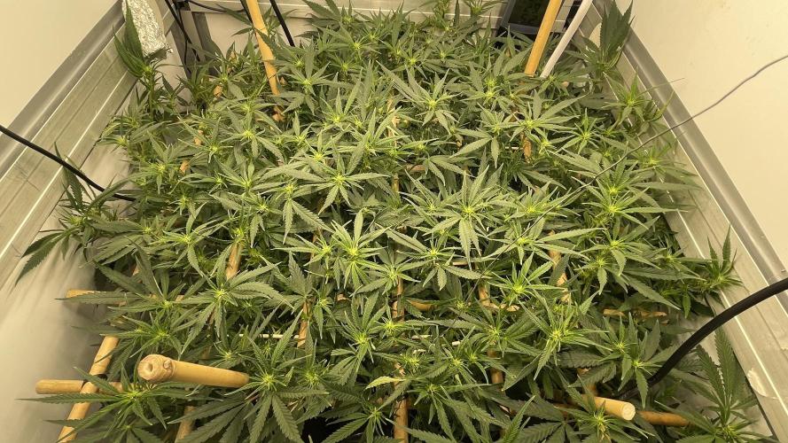 Spliff Strawberry SCROG. Week 14 - Day 92