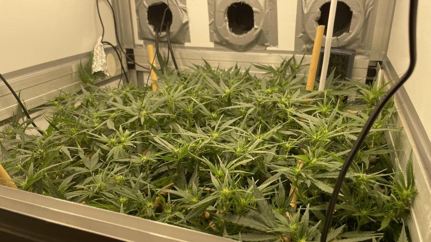 Spliff Strawberry SCROG. Week 14 - Day 92