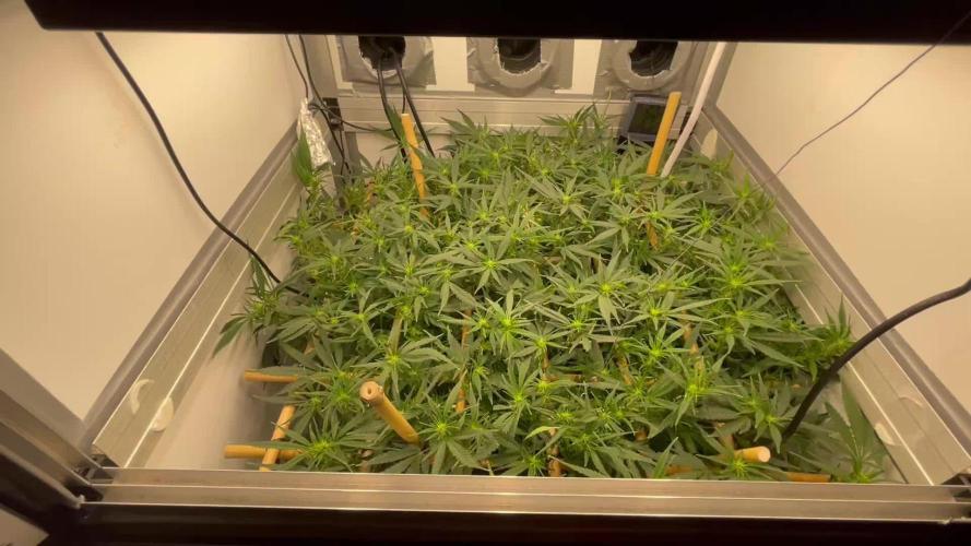 Spliff Strawberry SCROG
