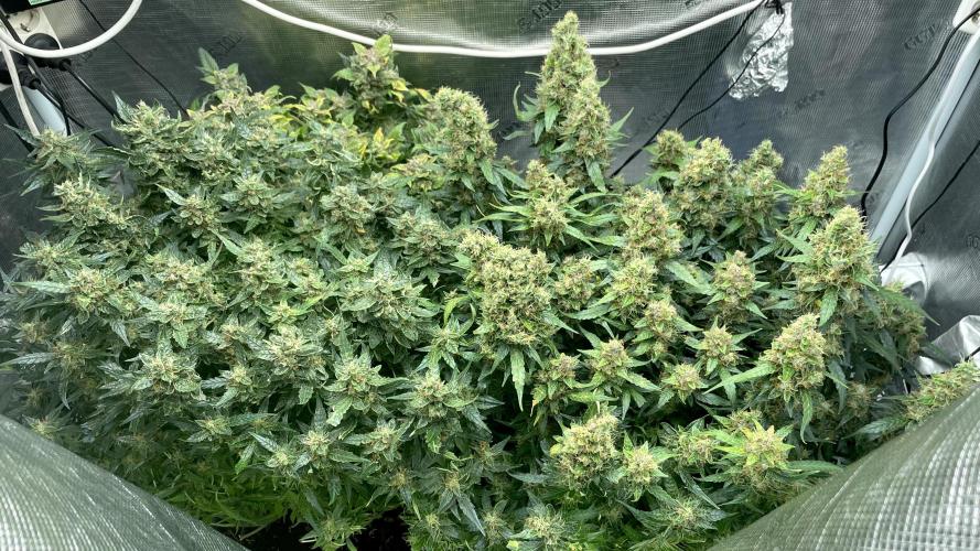 Auto Mimosa x Orange P, OGK, Night Q, G. Week 13 - Day 85