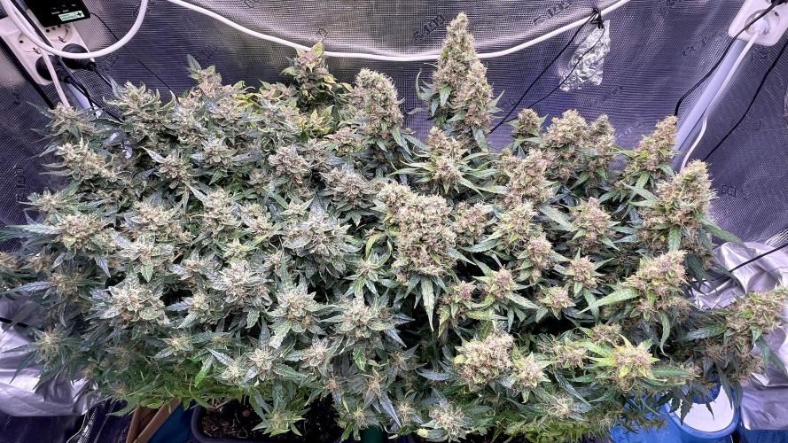 Auto Mimosa x Orange P, OGK, Night Q, G. Week 13 - Day 85