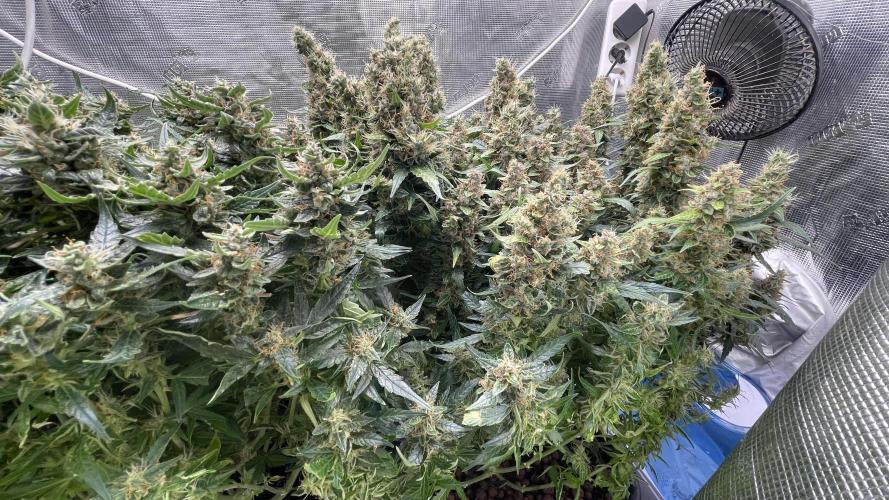 Auto Mimosa x Orange P, OGK, Night Q, G. Week 13 - Day 85