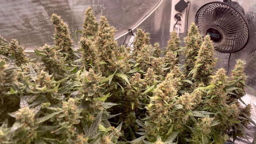 Auto Mimosa x Orange P, OGK, Night Q, G. Week 13 - Day 85