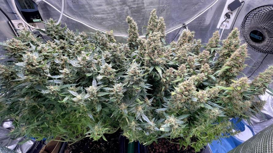 Auto Mimosa x Orange P, OGK, Night Q, G. Week 13 - Day 85