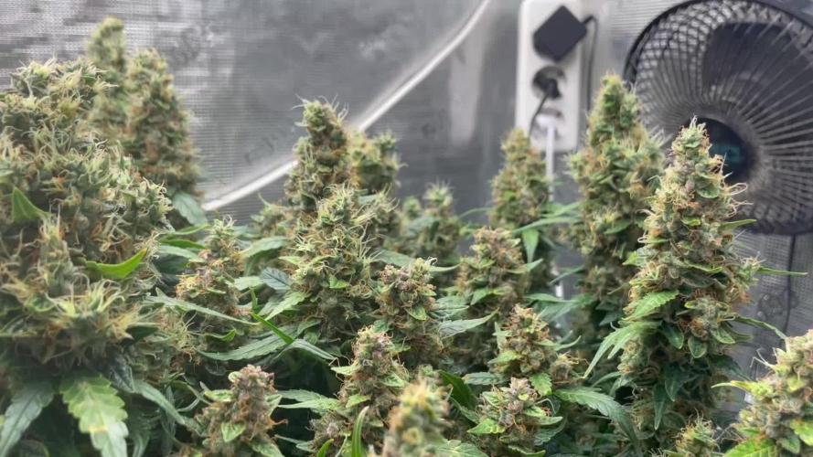 Auto Mimosa x Orange P, OGK, Night Q, G