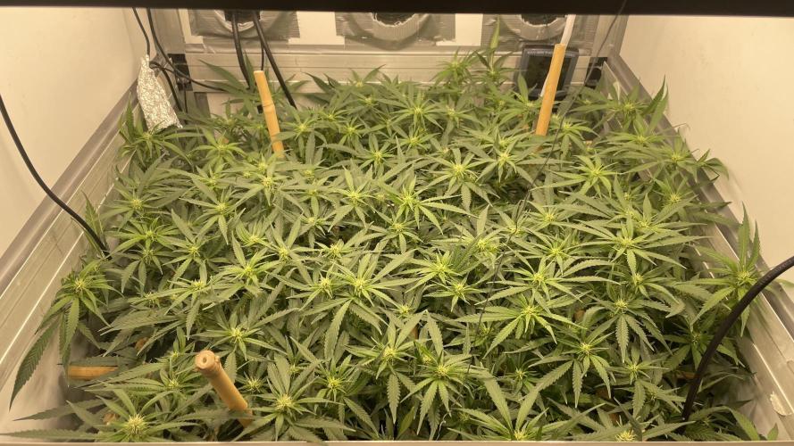 Spliff Strawberry SCROG. Week 14 - Day 97