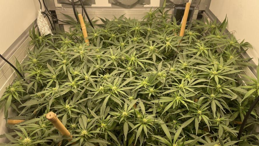 Spliff Strawberry SCROG. Week 14 - Day 97