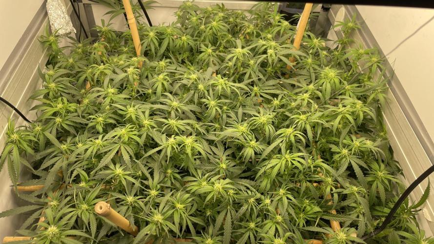 Spliff Strawberry SCROG. Week 14 - Day 97