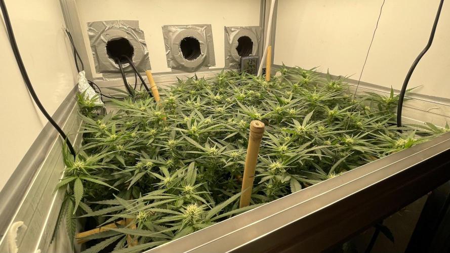 Spliff Strawberry SCROG. Week 15 - Day 100