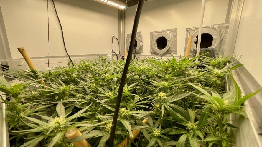 Spliff Strawberry SCROG. Week 15 - Day 100