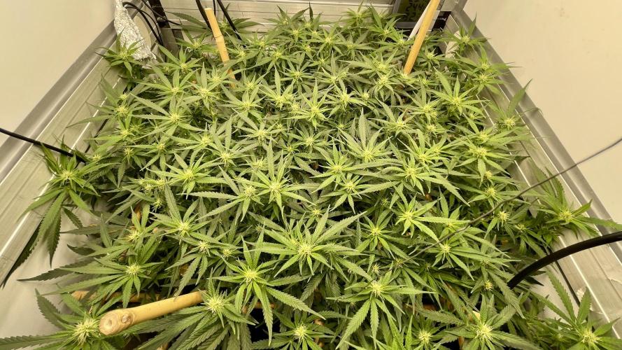 Spliff Strawberry SCROG. Week 15 - Day 100