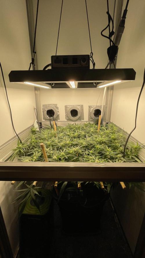 Spliff Strawberry SCROG. Week 15 - Day 100