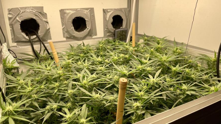 Spliff Strawberry SCROG. Week 15 - Day 100