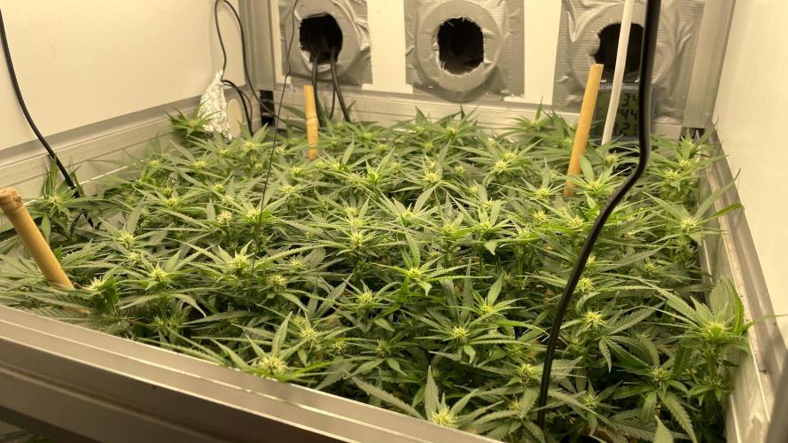 Spliff Strawberry SCROG. Week 15 - Day 100