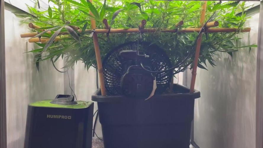 Spliff Strawberry SCROG
