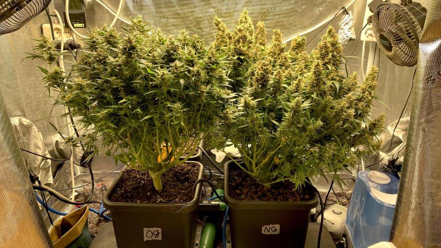 Auto Mimosa x Orange P, OGK, Night Q, G. Week 14 - Day 94