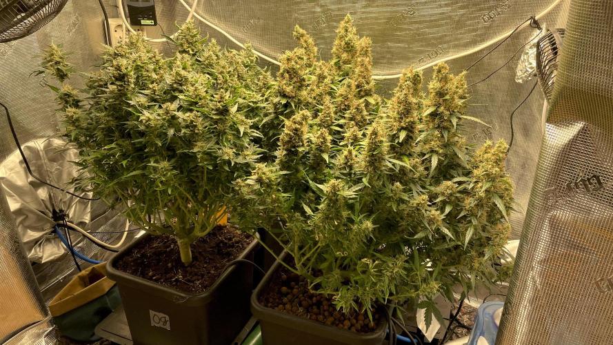 Auto Mimosa x Orange P, OGK, Night Q, G. Week 14 - Day 94