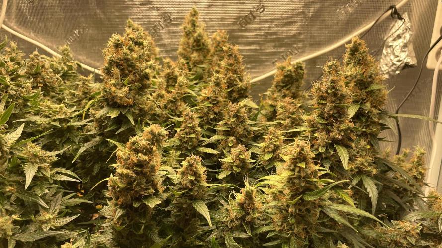 Auto Mimosa x Orange P, OGK, Night Q, G. Week 14 - Day 94