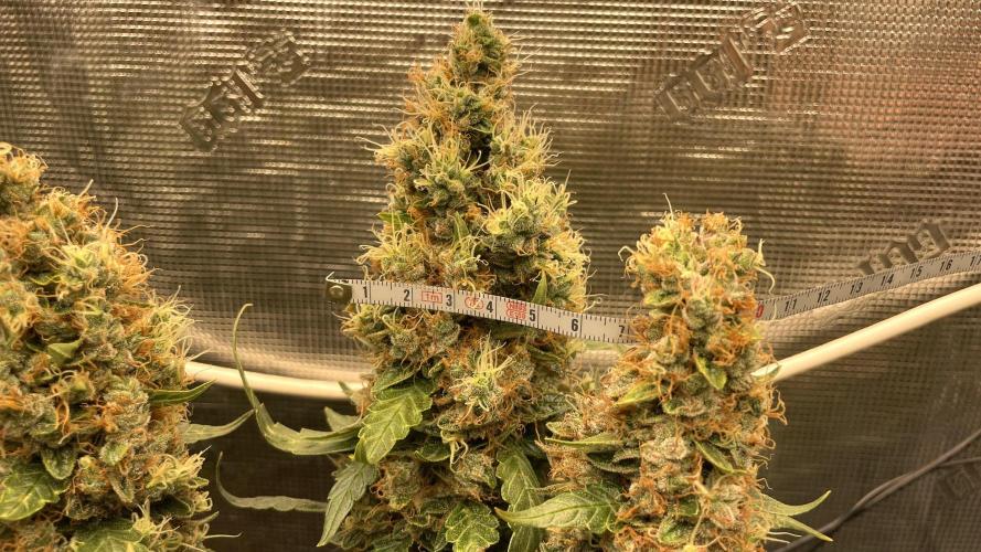 Auto Mimosa x Orange P, OGK, Night Q, G. Week 14 - Day 94