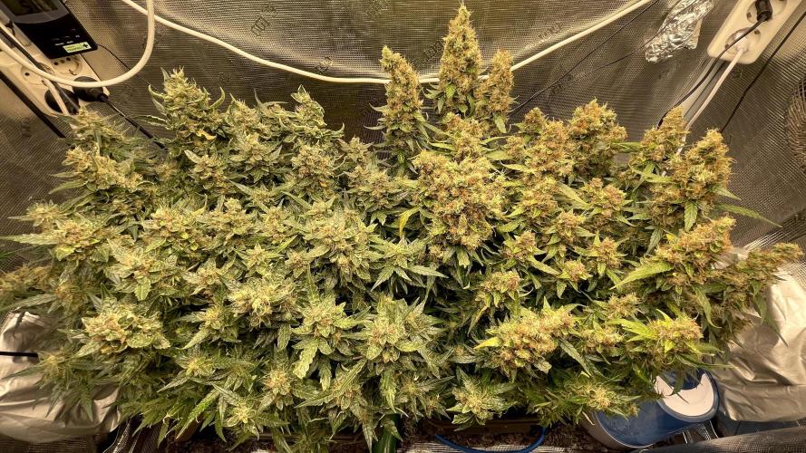 Auto Mimosa x Orange P, OGK, Night Q, G. Week 14 - Day 94