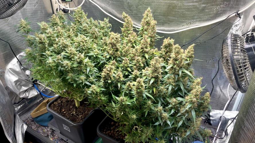 Auto Mimosa x Orange P, OGK, Night Q, G. Week 14 - Day 95