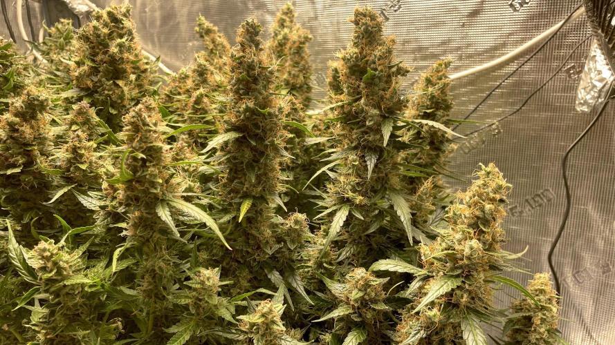 Auto Mimosa x Orange P, OGK, Night Q, G. Week 14 - Day 95
