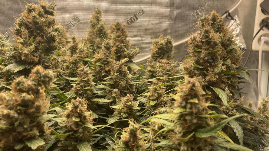 Auto Mimosa x Orange P, OGK, Night Q, G. Week 14 - Day 95