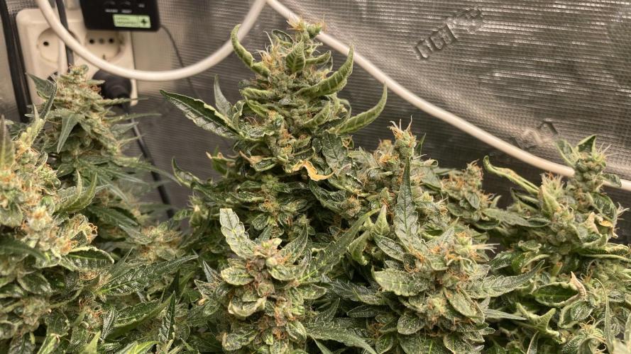 Auto Mimosa x Orange P, OGK, Night Q, G. Week 14 - Day 95