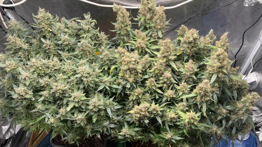 Auto Mimosa x Orange P, OGK, Night Q, G. Week 14 - Day 95