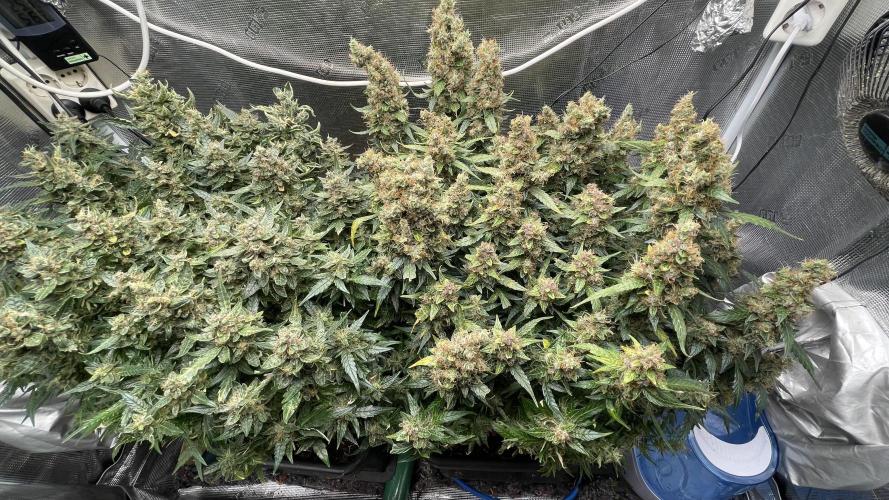 Auto Mimosa x Orange P, OGK, Night Q, G. Week 14 - Day 95