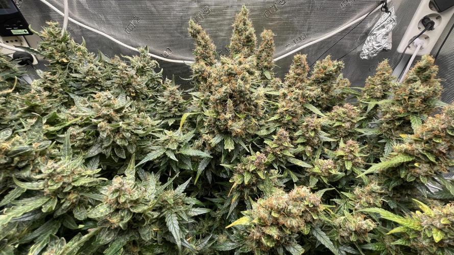 Auto Mimosa x Orange P, OGK, Night Q, G. Week 14 - Day 95