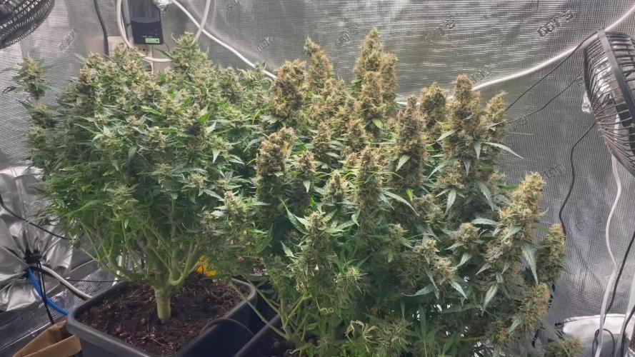 Auto Mimosa x Orange P, OGK, Night Q, G